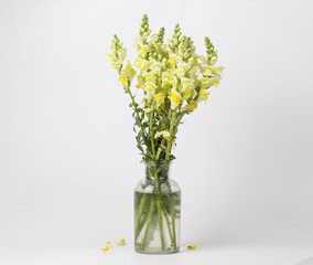 Yellow beautiful gladiolus in a glass vase