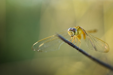 dragonfly