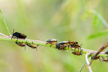 group of larva insect