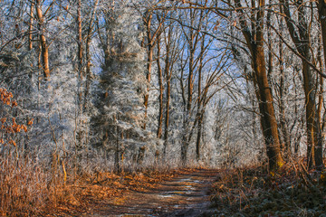Zima w lesie - obrazy, fototapety, plakaty