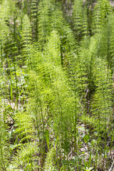 Fototapeta premium Medicinal plant Equisetum pratense