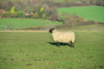 A sheep in a field in West Sussex.
