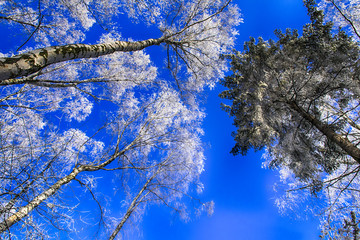 Las zimą © grzechu1999