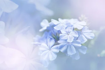 Foto op Plexiglas Background of colorful flower in blur concept © Baramee