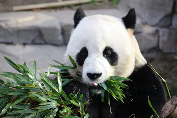 Panda in Korea