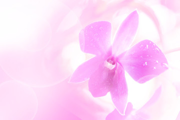 Fototapeta na wymiar Background of colorful flower in blur concept