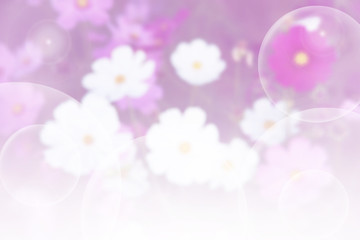 Background of colorful flower in blur concept