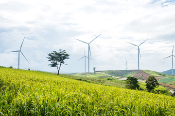 wind turbine with rice field on hill