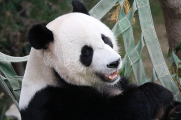Panda in Korea