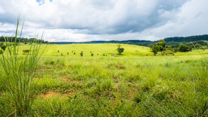 meadow savanna landscape