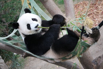 Obraz premium Panda in Korea