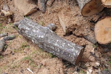 pile of wood