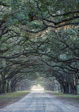 Fototapeta Road lined with oak trees