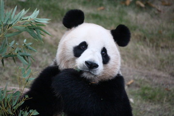 Fototapeta premium Panda in Korea