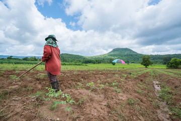 Farming Landscape : Farming young vegetable crops planted summer field landscape.
farmer, agriculturist on field with a hoe on the plantation at daytime with beautiful skyclouds, mountains landscape.