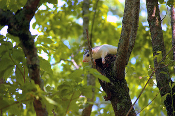 White Squirrel