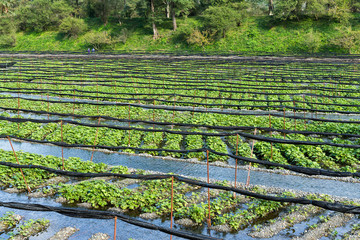 Fresh Wasabi farm © leungchopan