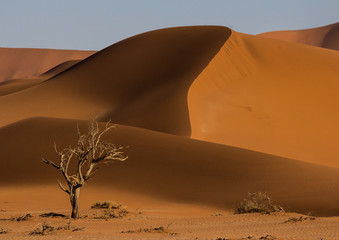 Fototapeta na wymiar Namibia dead tree with dunes