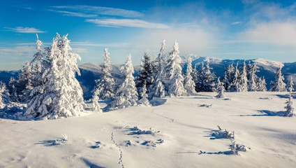 Fototapeta premium Sunny morning scene in the mountain forest