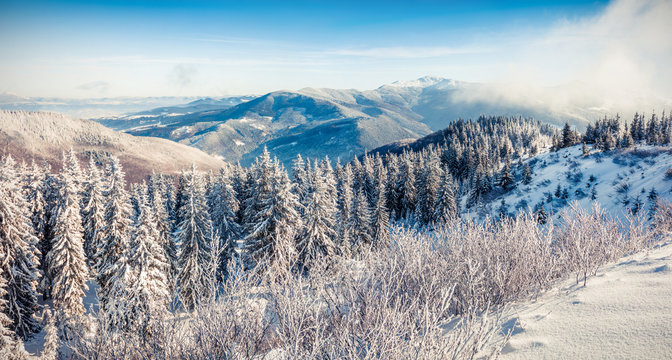 Fototapeta Sunny morning scene in the mountain forest