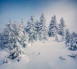Fototapeta premium Bright morning scene in the mountain forest.