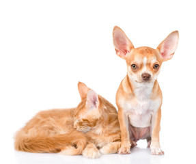 Tiny chihuahua puppy and sleeping maine coon cat together. isolated on white