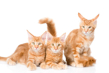 Group of small ginger maine coon cats lying in front view. isolated on white