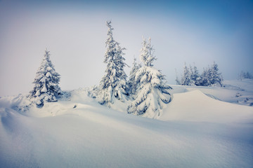 Fantastic winter view in Carpathian mountains with snow covered