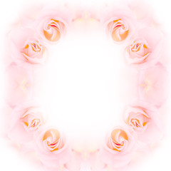 Romance color Rose in flower background concept