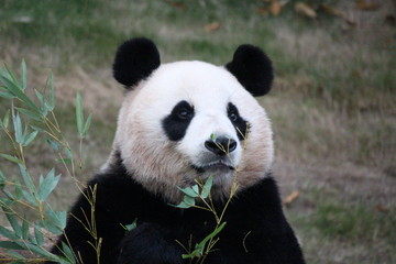 Fototapeta premium Panda in Korea