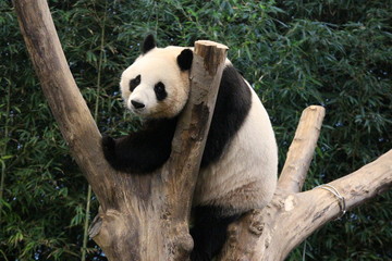 Obraz premium Panda in Korea