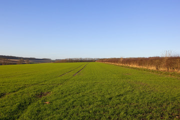 Fototapeta premium winter wheat