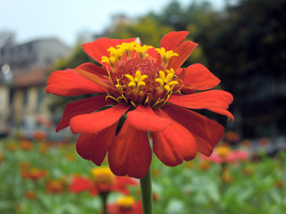 Beautiful red flower macro with yellow stamen