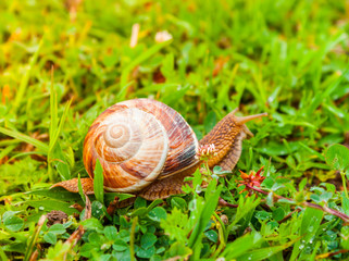 Curious snail in the garden on green grass. Molluscs, gastropods class.