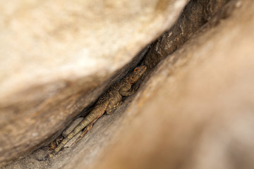 Lizard, huddled between the stones. The cave city. Uplistsikhe. Georgia. The beautiful age-old building on the rock