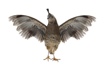  Female California Quail