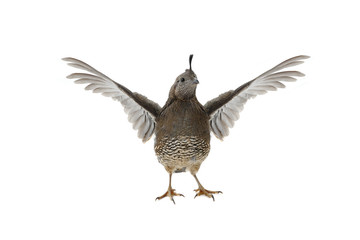  Female California Quail