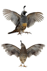  California Quail