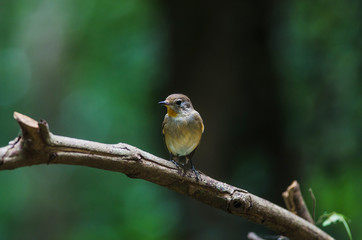 Red-throated Flycatcher on the branches