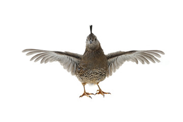  Female California Quail