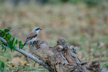 Bay-backed Shrike Bird perching on a branch