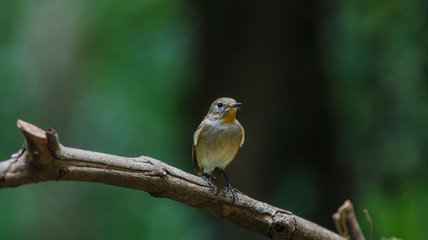 Red-throated Flycatcher on the branches