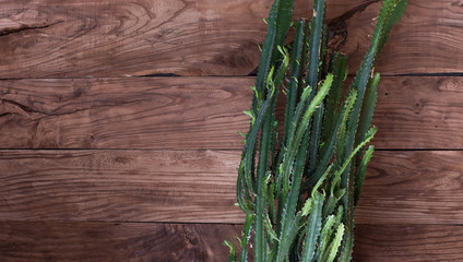 cactus on the wooden background