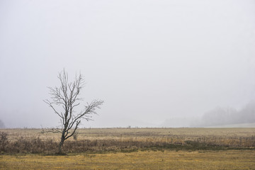 Alleine im Moor