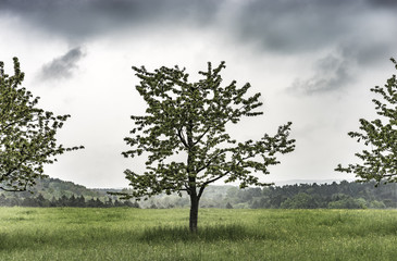 Obraz premium Kirsche im Frühling