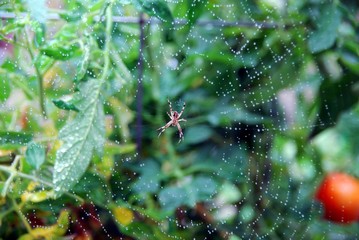 Spider on a web with water droplets in vegetable garden