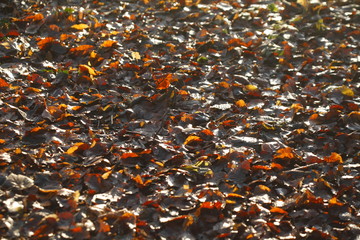 braun verfärbtes Herbstlaub