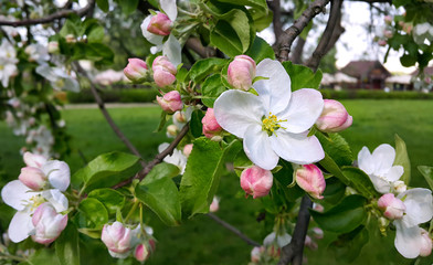 Obraz na płótnie Canvas Beautiful flowers of spring tree