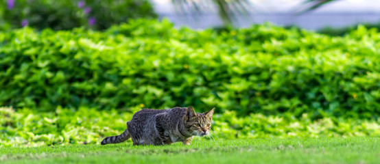 cat on hunt