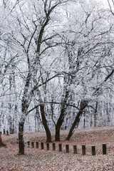 trees in park covered with frost
